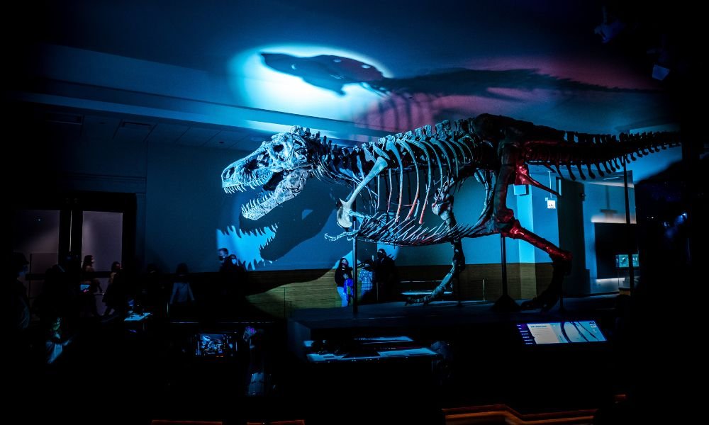 T. Rex Skeleton 'Gus' Could Fetch Up to $30M at Sotheby's Natural History Auction